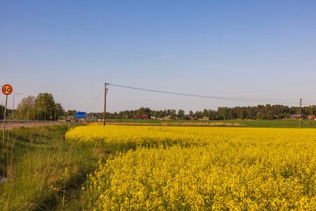 Beautiful view of rapeseed field along asphalt road on blue sky background. Sweden.