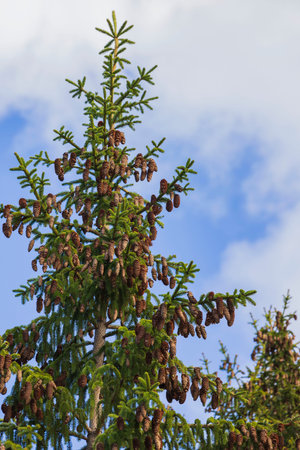 Beautiful view of top of pine tree with cones on branches against blue sky with white clouds....