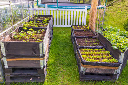 Beautiful view of growing strawberries and dill with parsley in pallets in garden. Sweden.の写真素材