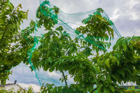 Close up view of cherry tree covered from birds with green net.の写真素材