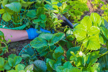 Close up view of woman's hands trimming strawberry mustache in garden bed.の写真素材