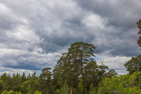 Beautiful view of thick gray clouds on blue sky over tops of green forest trees.の写真素材