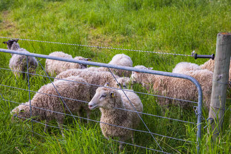 Close up view of white sheep on green pasture on beautiful summer day. Sweden.の写真素材