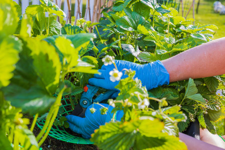 Close up view of woman's hands trimming strawberry mustache in garden bed.