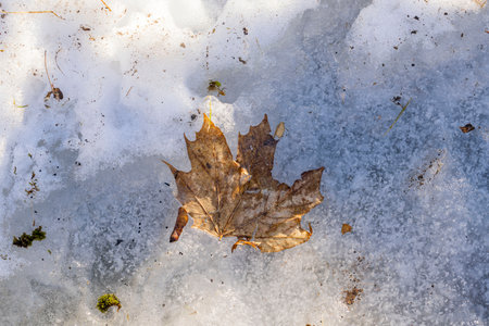 Macro view of old maple leaf on remains of spring dirty snow. Sweden.の写真素材