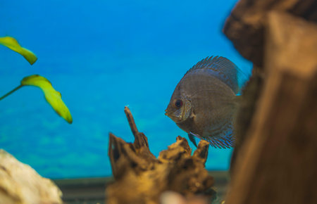 Close up view of blue snakeskin discus fish cichlid swimming in aquarium. tropical fishes. hobby...