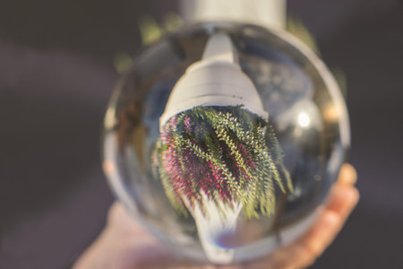 Close up view of upside-down reflection of pot with Calluna vulgaris plant in glass ball on man's...