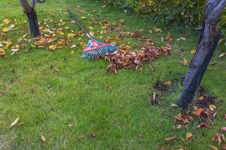 Beautiful fall view of fallen leaves and leaf rake on green grass. Sweden.