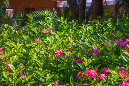 Beautiful view of green bushes with pink blooming flowers on bright sunny day. Aruba.の写真素材