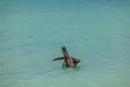 Close up view of pelican swims in turquoise waters of Caribbean sea on island of Aruba.の写真素材