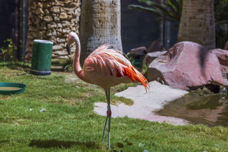Beautiful closeup view of flamingo in outdoor park on sunny day. USA.の写真素材