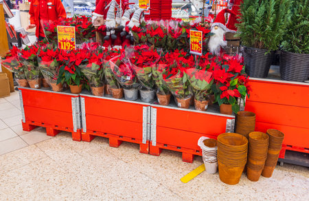 Close up view of shelves with sale of Poinsettia Christmas flowers and other items for Christmas. Sweden. uppsala. 12.14.2022.のeditorial素材