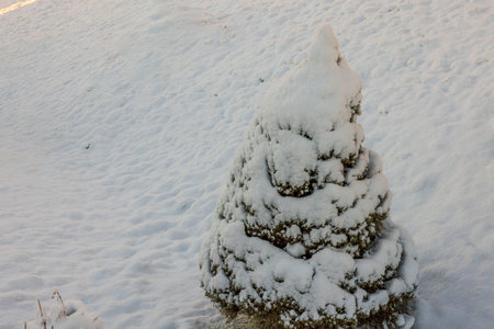 Close up view of Christmas tree covered in snow in garden on winter day. Sweden.の写真素材