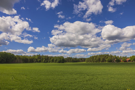 Gorgeous view of rural landscape with rye fields against blue sky with white clouds. Sweden.の写真素材