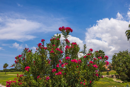 Close up view of beautiful tropical plant with oleander flowers against blue sky with white clouds....