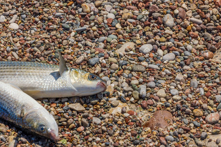 View of caught mullet fish lying on shores of Mediterranean sea. Greece.の写真素材
