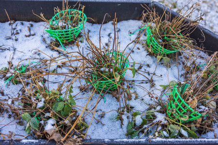 Close up view of strawberry bushes in pallets on frosty winter day. Sweden.の写真素材