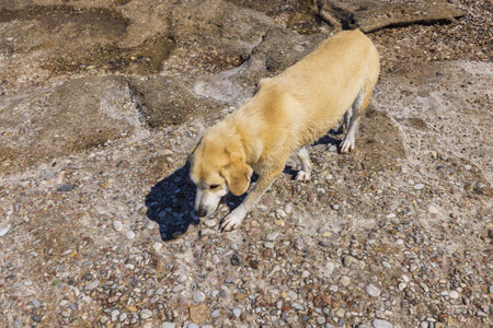 Close up view of cute dog on rocky coastline.