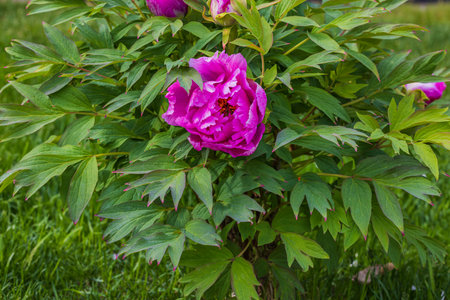 Close up view of purple peony on summer day.の写真素材