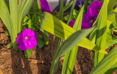 Close up view of blooming pink petunia with gladiolus.の写真素材