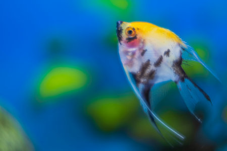 Close up view of aquarium with colorful angelfish.の写真素材
