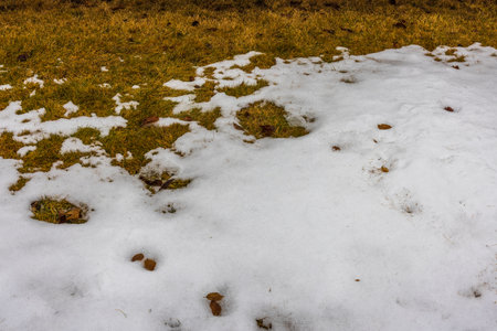 Close-up view of spring lawn in garden with remains of melted snow.の写真素材