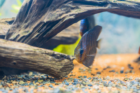 Close up view of freshwater aquarium with tiger Turks discus fish.の写真素材