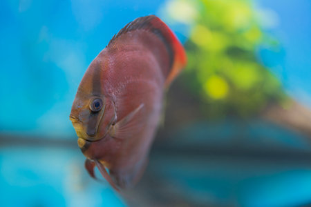 Macro view of Red Cover Discus fish swimming in aquarium. Sweden.の写真素材