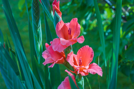 Macro view of red flowers gladiolus in garden on summer day.の写真素材