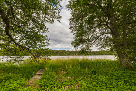 Beautiful view of lake through tall forest trees on summer day. Sweden.の写真素材