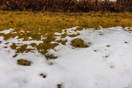 Beautiful spring view of remains of melted snow on yellow lawn in garden.の写真素材