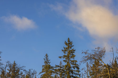 Gorgeous view of blue sky with white clouds over tops of pine trees. Sweden.の写真素材