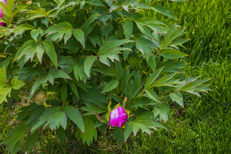 Gorgeous view of pink peony bush in garden.の写真素材