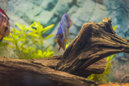 Close up view of gorgeous Tiger Turks discus aquarium fish. Swedenの写真素材