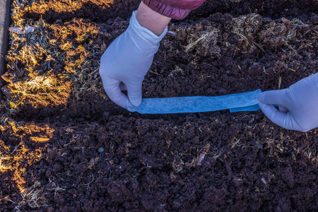 Close-up view of planting radish seeds on paper tape in pallet collar in spring. Sweden.