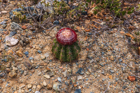 Macro view of cactus blooming with red flower on top in stone desert Arikok National park. Tropical flora concept. Aruba.の写真素材