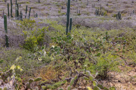 Glorious view of mountain desert with tropical vegetation on island of Aruba in Arikok national park.の写真素材