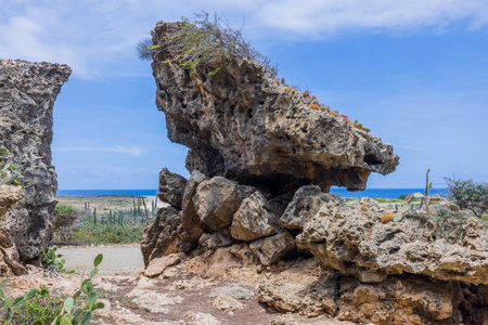 Beautiful view of rocks and tropical rare plants against backdrop of Atlantic Ocean on island of Aruba.の写真素材
