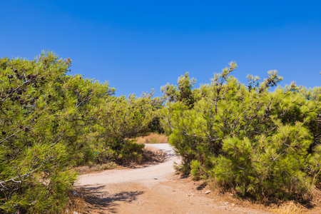 Beautiful view of mountain green pine trees on island of Rhodes. Greece.の写真素材