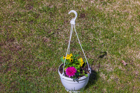 Beautiful view of hanging basket with yellow-purple pansies and asters on grass background. Sweden.の写真素材