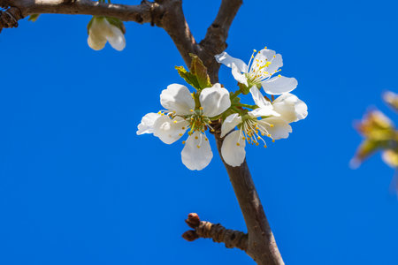 Macro view of blossoming cherry branch in spring against blue sky. Sweden.の写真素材