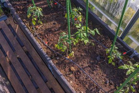 Close-up view of tomato plants on garden bed in greenhouse with an automatic watering system. Sweden.の写真素材