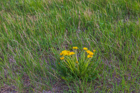 Close-up view of yellow dandelion on green grass field. Natural backgrounds concept.の写真素材
