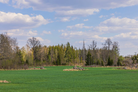 Beautiful nature landscape view. Green fields framed with forest trees on blue sky background. Sweden.の写真素材