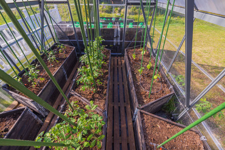 View of greenhouse with tomatoes and cucumbers.の写真素材