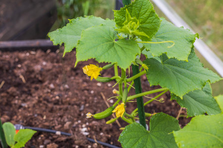Close-up view of growing young cucumbers on garden bed in greenhouse.の写真素材