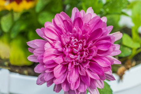 Close-up macro view of pink flower on blurred background.の写真素材