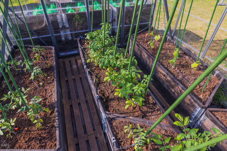 Beautiful view of interior of greenhouse with tomato and cucumber plants with automatic watering system.の写真素材