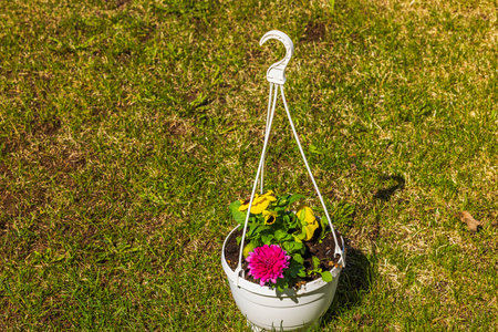View of hanging basket with yellow-purple pansies and asters.の写真素材