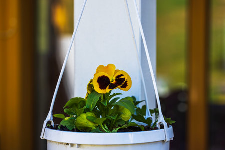 Macro view of hanging basket for outdoor with yellow-brown pansies  flowers.の写真素材